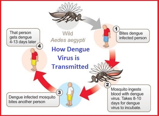 how-dengue-virus-is-transmitted